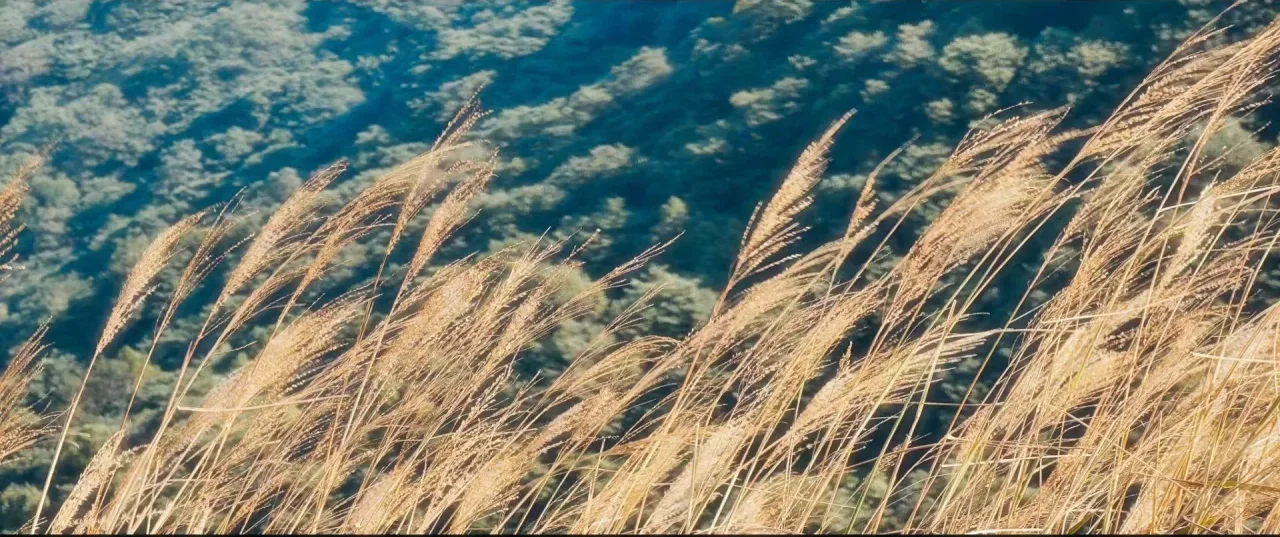 山间芒草