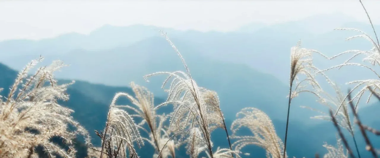 远山与芒草