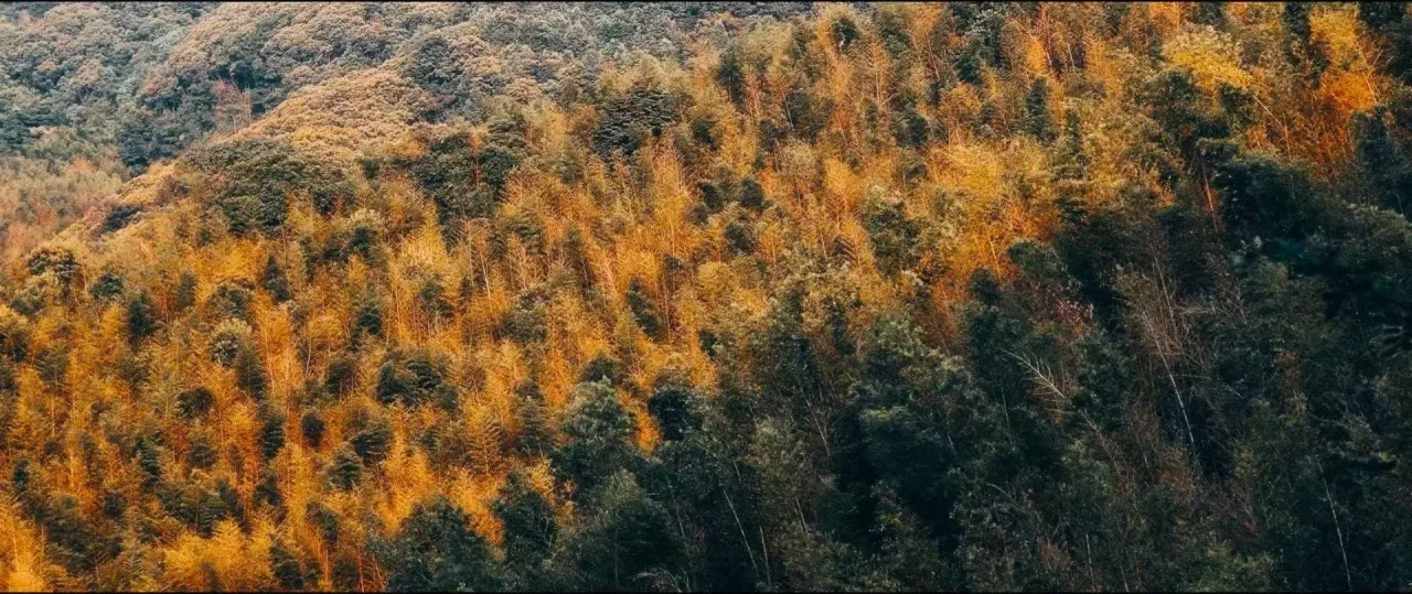 秋色山林