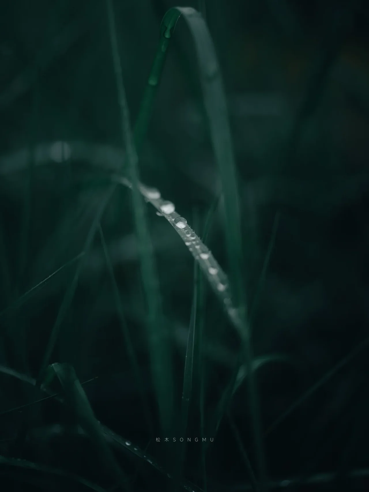 草叶水珠