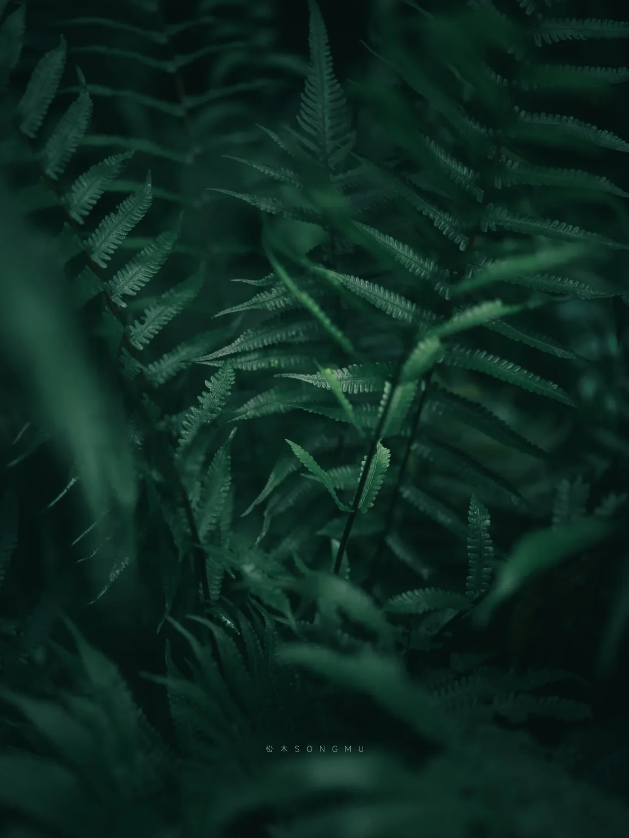 林间蕨叶