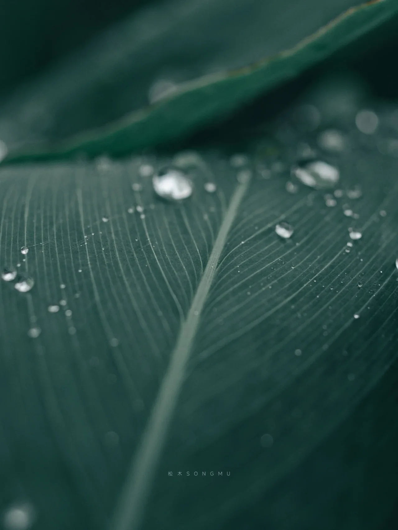 叶面雨滴