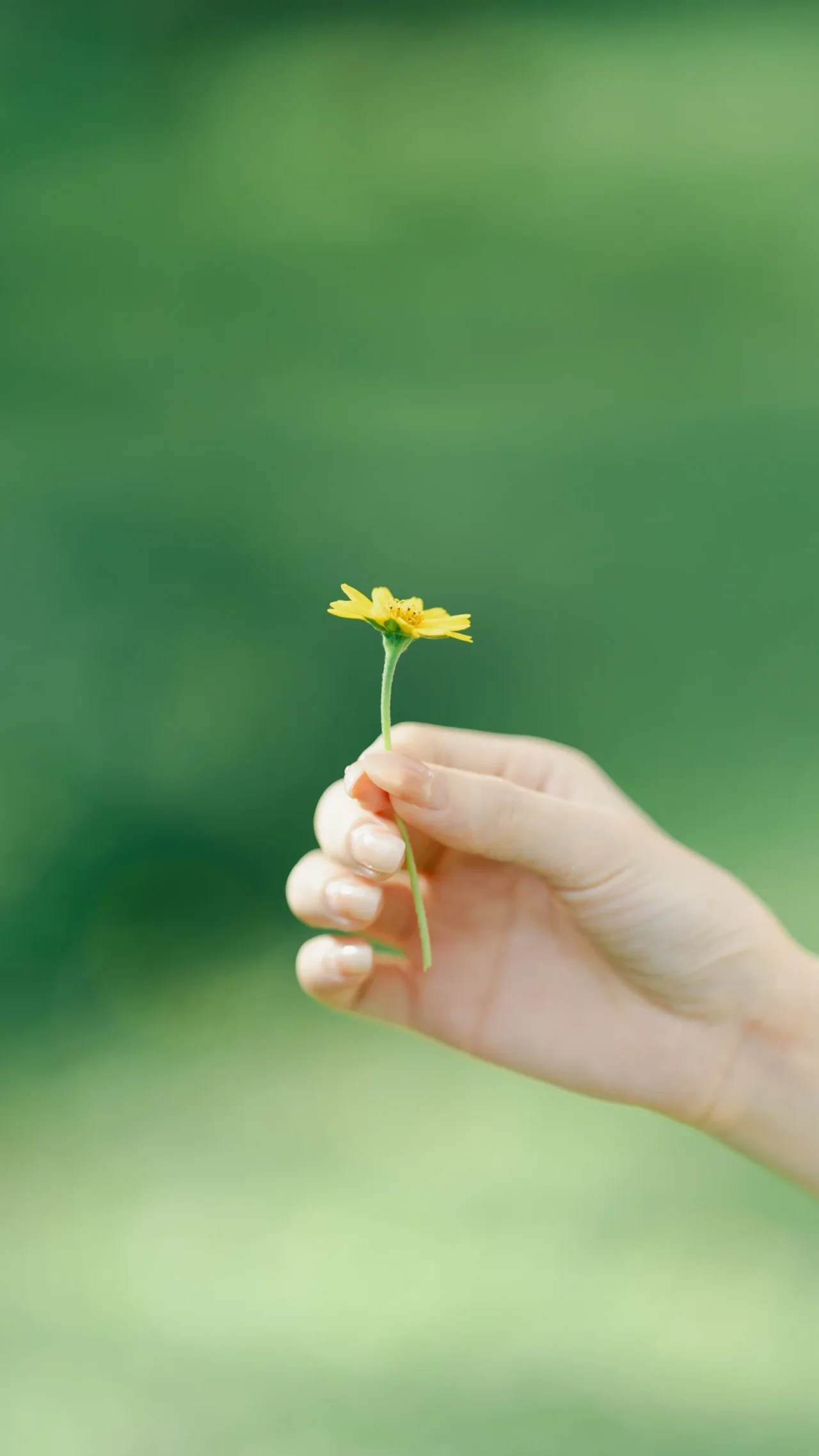手中黄花