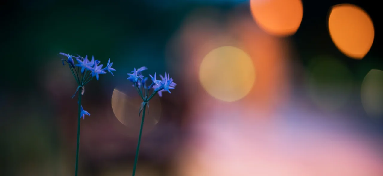 夜灯与小花