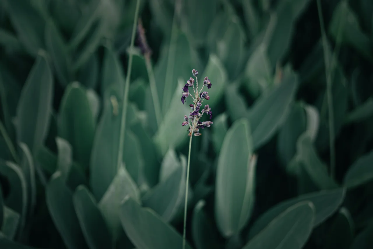 绿意与花枝